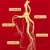 长白山林下参开窗（5g/盒） 商品缩略图6