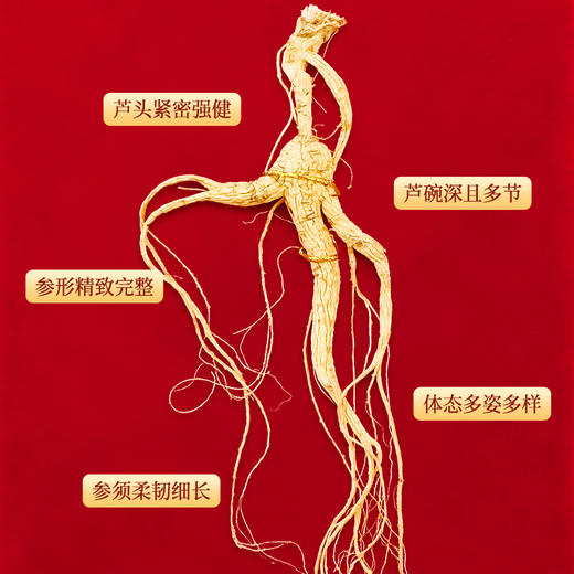 长白山林下参开窗（5g/盒） 商品图6