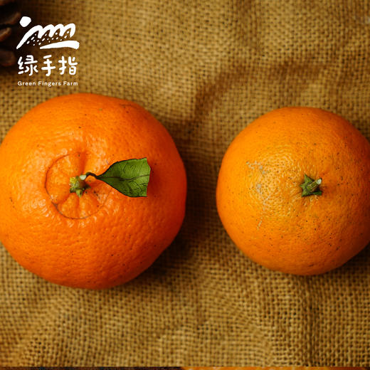 生态明日见&甘平（柑橘，限量20份）| 合作生产 *Ecology Tomorrow Will Meet Us & Ganping| Partner Production 商品图2