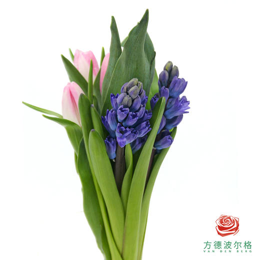风信子+郁金香小样装  5枝1扎  （风信子2枝+郁金香2枝，长度20公分，品种随机） 商品图0