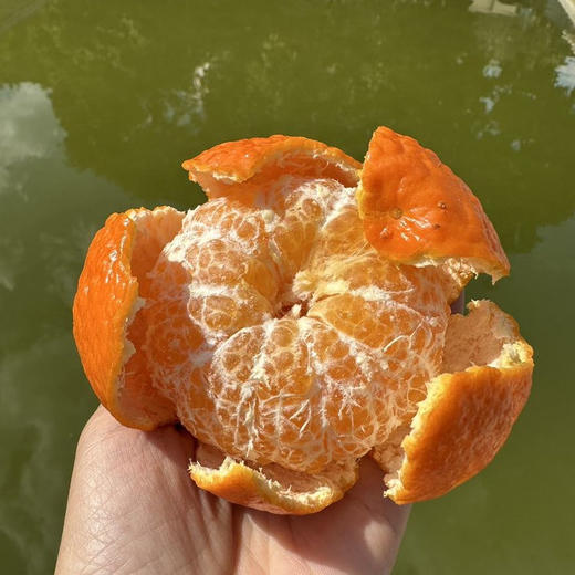 【云南沃柑】酸甜多汁 皮薄肉厚 肉质细腻 水分充足 清香四溢 给你一口爆汁的诱惑 4种规格任选 商品图2