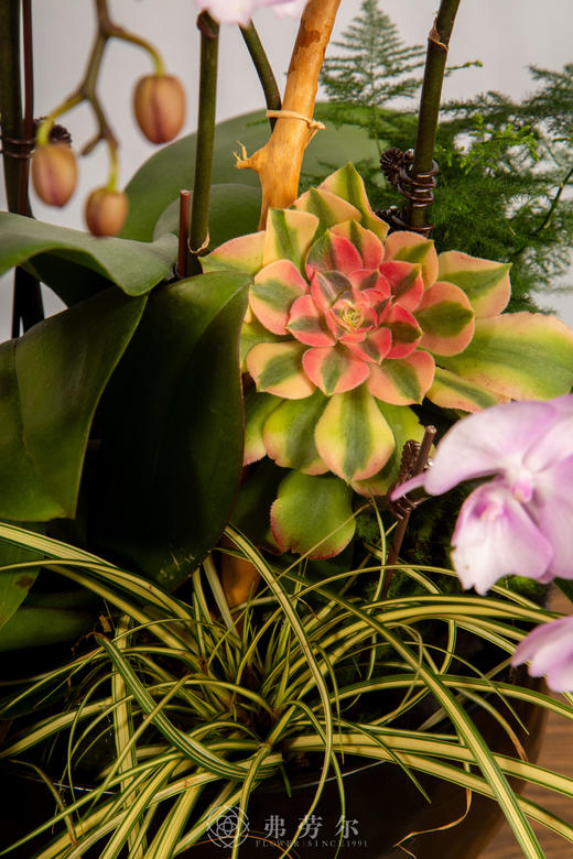 马不停蹄 商品图4