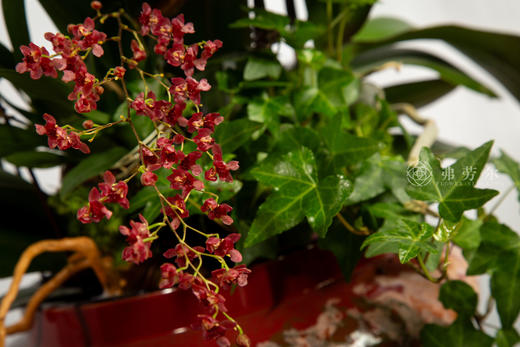 马到功成 商品图4