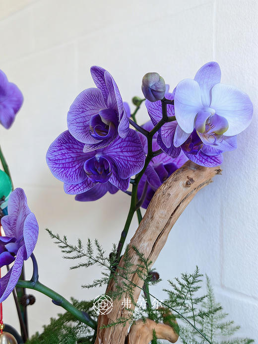 一马当先-马卡龙蝴蝶兰紫 商品图2