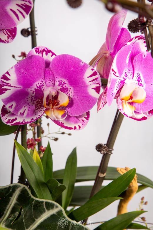 马跃新程 商品图3