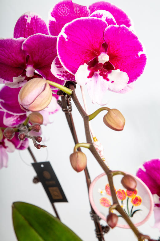 一马当先 商品图3