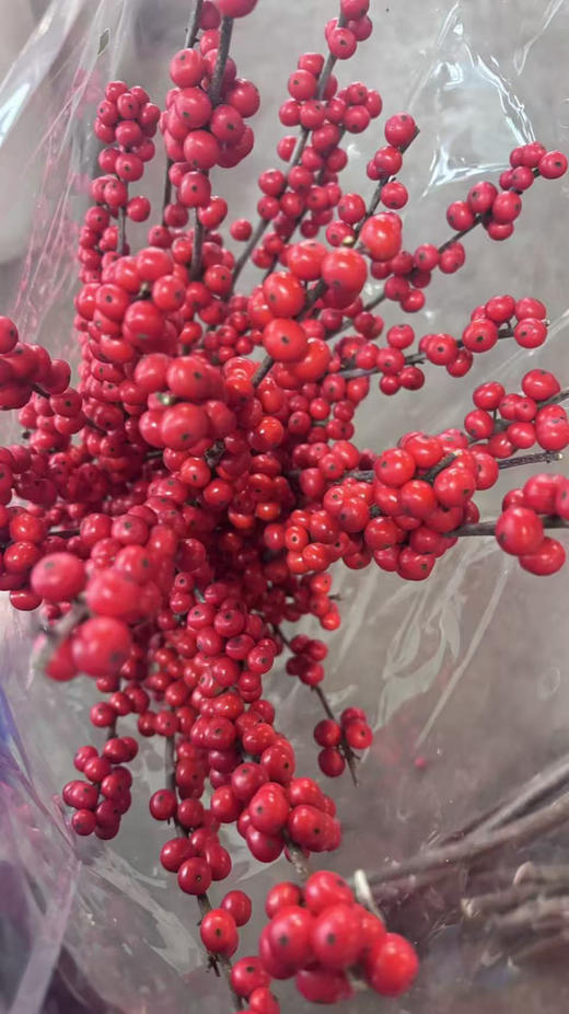 【清库存】冬青（富贵子）红色 5枝/扎  多规格 商品图9