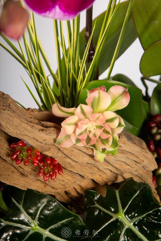 马啸宏图 商品图4