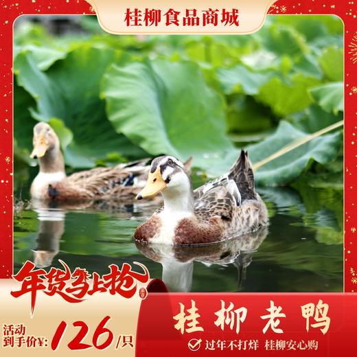 【年货节】桂柳老鸭 商品图0