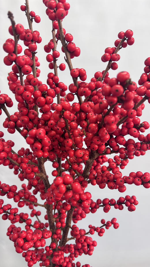 【天物A级】国产冬青/富贵子  多规格 商品图12