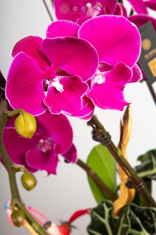 马踏青云 商品图3