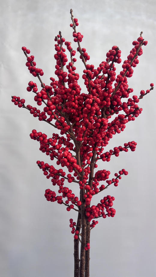 【天物A级】国产冬青/富贵子  多规格 商品图8