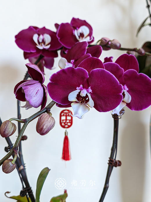 龙马精神 商品图1