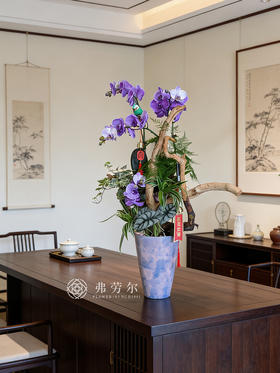 一马当先-马卡龙蝴蝶兰紫