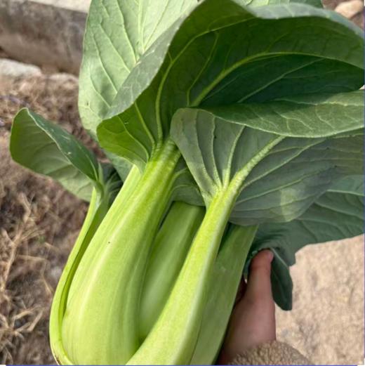 生态油冬菜（个大肉厚品质优）| 绿家自产* Eco-Spoon Cabbage | In-House Production 商品图0
