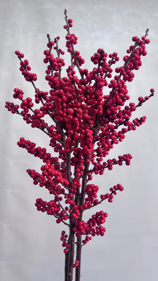 【天物A级】国产冬青/富贵子  多规格 商品图11