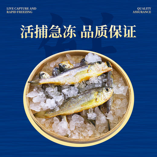 【舟山野生小黄鱼礼盒】黄金海域，纯正野生，液氮锁鲜，新年 “小金条”， 鲜礼首选！500克/袋，109元起~（2.13-2.24停发） 商品图5