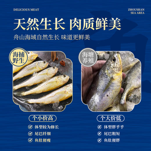 【舟山野生小黄鱼礼盒】黄金海域，纯正野生，液氮锁鲜，新年 “小金条”， 鲜礼首选！500克/袋，109元起~（2.13-2.24停发） 商品图6
