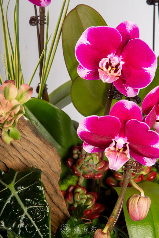 马啸宏图 商品图3