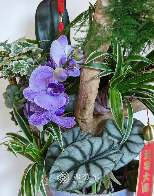 一马当先-马卡龙蝴蝶兰紫 商品图1