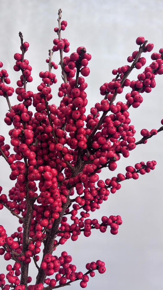 【天物A级】国产冬青/富贵子  多规格 商品图9