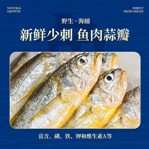 【舟山野生小黄鱼礼盒】黄金海域，纯正野生，液氮锁鲜，新年 “小金条”， 鲜礼首选！500克/袋，109元起~（2.13-2.24停发） 商品图3