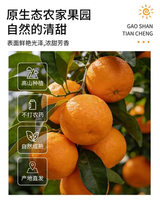 罗甸沃柑【厂家直发】 商品图1