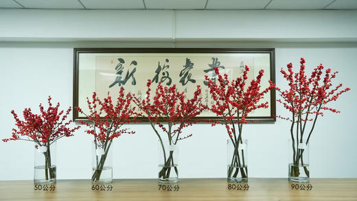 【清库存】冬青（富贵子）红色 5枝/扎  多规格 商品图2