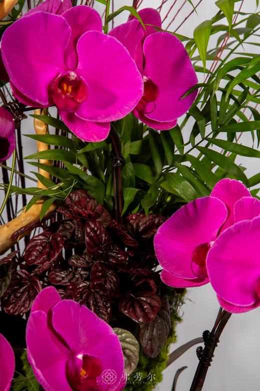 马创辉煌 商品图3