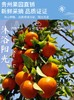 罗甸沃柑【厂家直发】 商品缩略图2