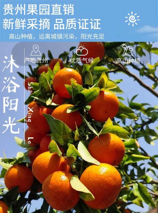 罗甸沃柑【厂家直发】 商品图2