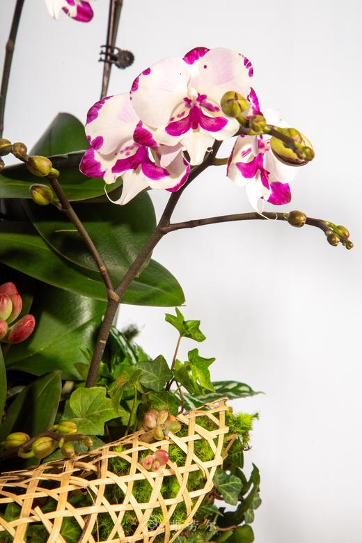 马驰骋（码）场 商品图3