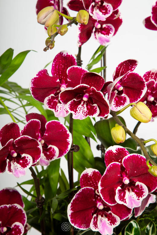 马标独树 商品图2