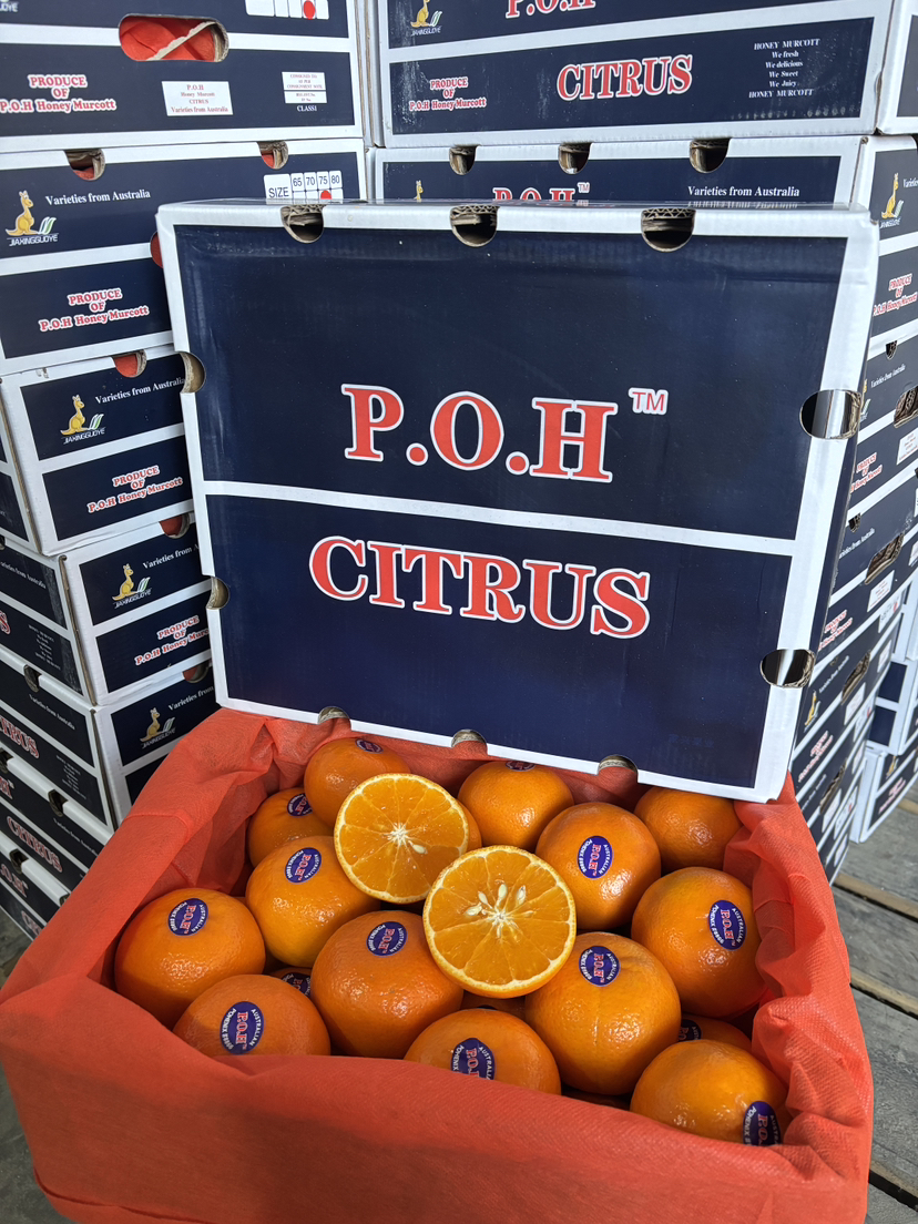 精选广西武鸣有籽沃柑礼盒装一件净重约8.5斤