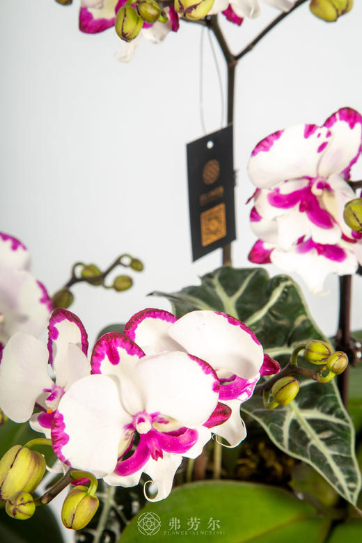 马开财路 商品图3