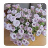 鲜花-莱拉泡泡玫瑰花/10枝*1扎 商品缩略图0