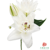 VDB百合-霞多丽 5枝一扎 商品缩略图2