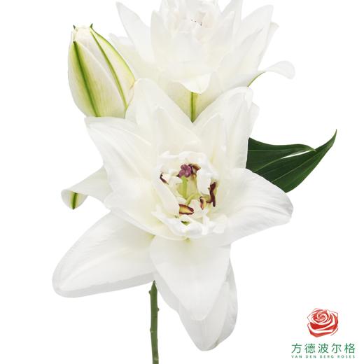VDB百合-霞多丽 5枝一扎 商品图2