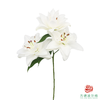 VDB百合-霞多丽 5枝一扎 商品缩略图3