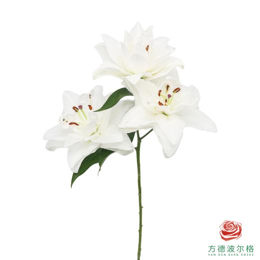 VDB百合-霞多丽 5枝一扎 商品图3
