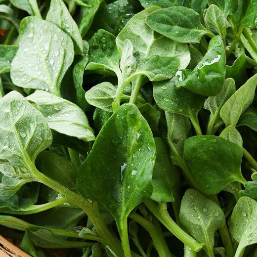 番杏叶 250g 商品图3