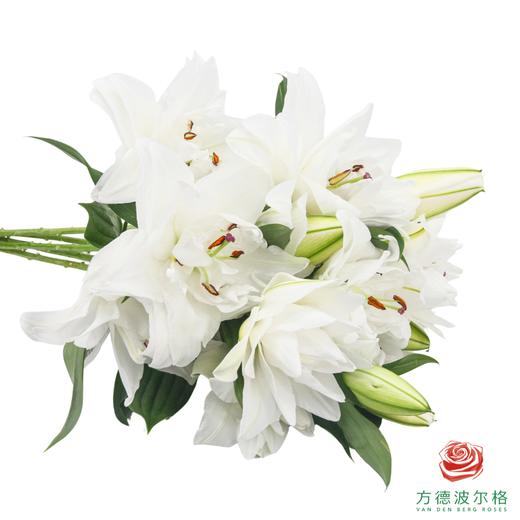 VDB百合-霞多丽 5枝一扎 商品图1