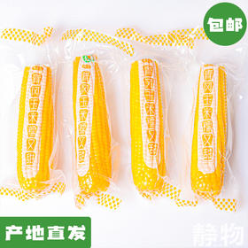 有机糯玉米 10穗装 约2500g｜黑龙江青冈【Y】
