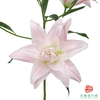 VDB百合-粉黛 5枝一扎 商品缩略图0