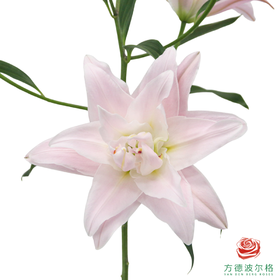 VDB百合-粉黛 5枝一扎