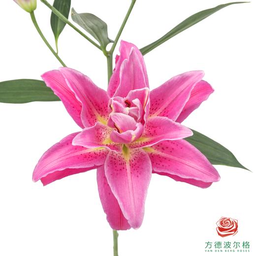 VDB百合-特福 5枝一扎 商品图0