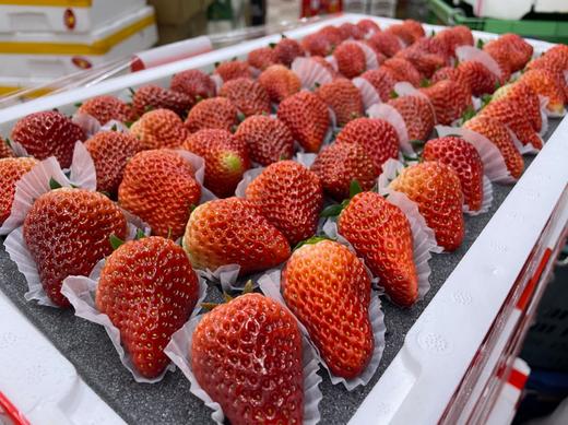 5排大板草莓一箱 商品图0
