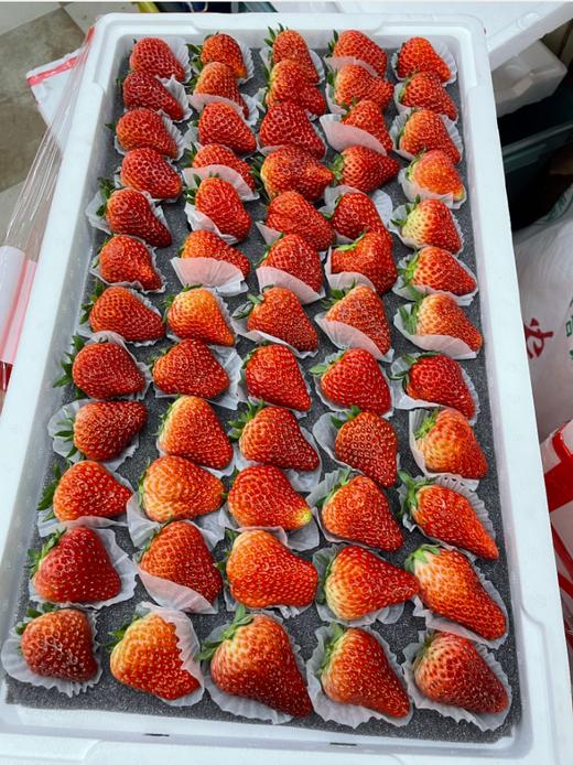 5排大板草莓一箱 商品图1