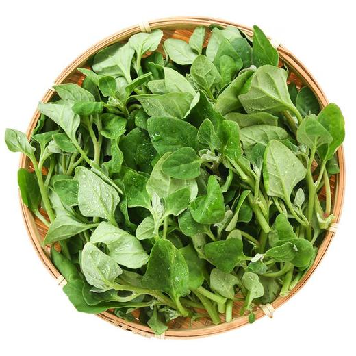 番杏叶 250g 商品图4