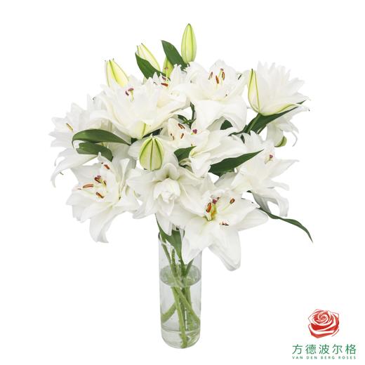 VDB百合-霞多丽 5枝一扎 商品图4